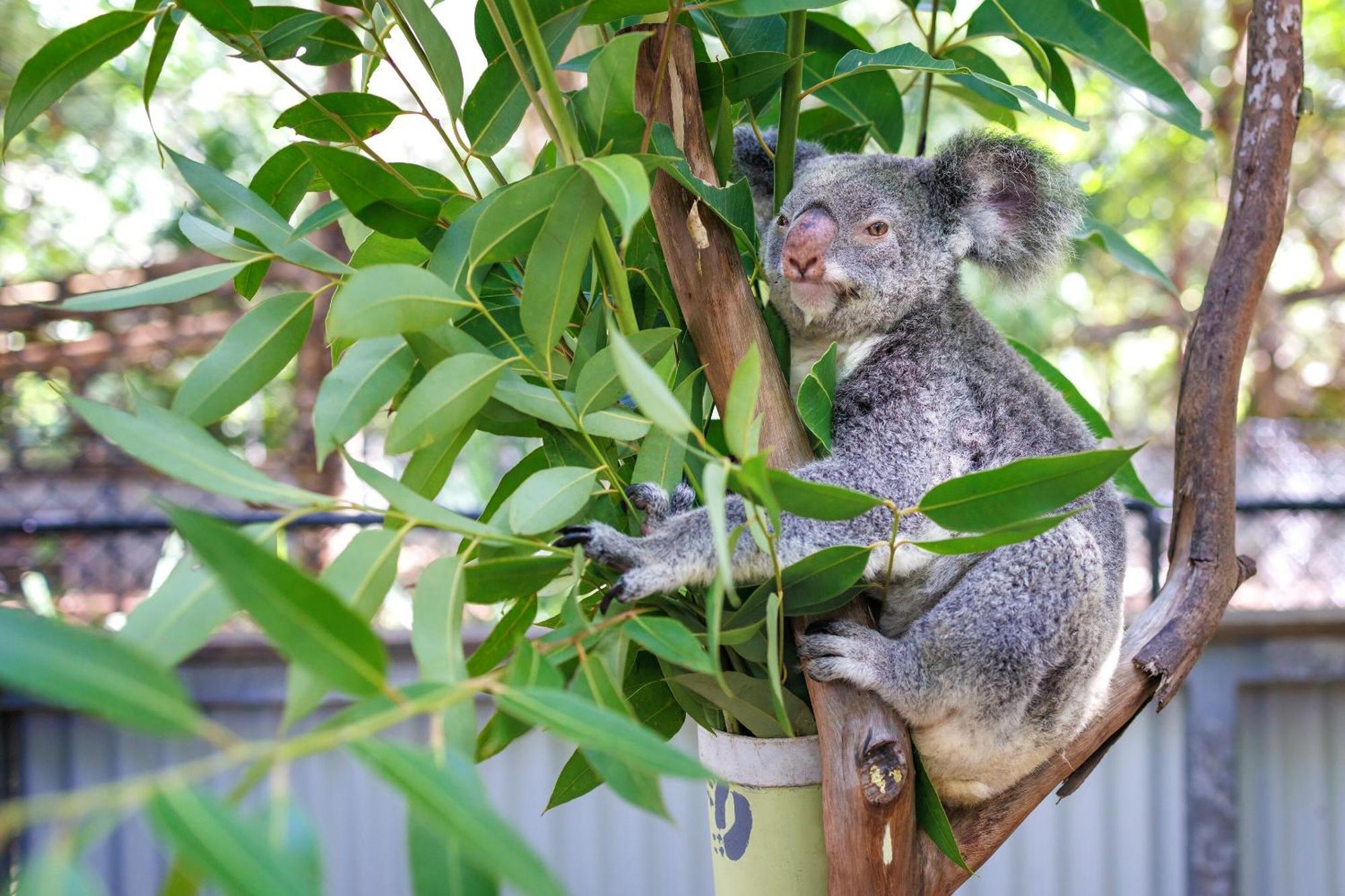Selina Magnetic Island Hostel Horseshoe Bay Bagian luar foto